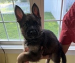 Puppy Orange German Shepherd Dog
