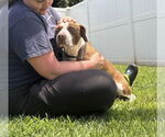 Small #20 American Staffordshire Terrier-Beagle Mix