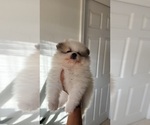 Small #2 Pomeranian