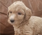 Puppy Maisy Doodle-Goldendoodle Mix