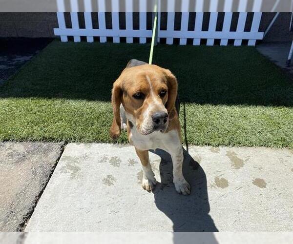Medium Photo #1 Beagle Puppy For Sale in Modesto, CA, USA