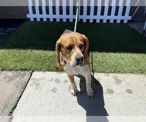 Beagle Dogs for adoption in Modesto, CA, USA