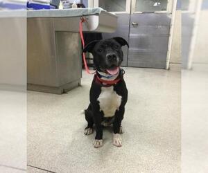 American Pit Bull Terrier Dogs for adoption in Riverside, CA, USA
