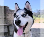 Small #1 Siberian Husky