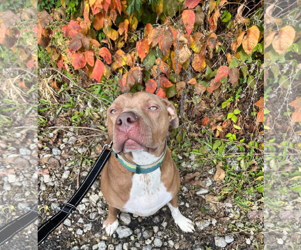 Medium Photo #13 American Pit Bull Terrier-Unknown Mix Puppy For Sale in Germantown, OH, USA