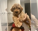 Small Photo #8 Poodle (Miniature) Puppy For Sale in CHICAGO, IL, USA