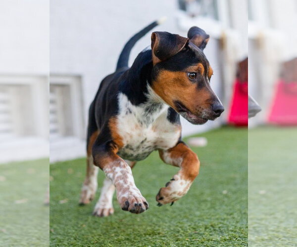 Medium Photo #4 Mutt Puppy For Sale in Canton, CT, USA