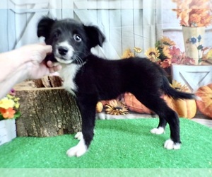 Borador Puppy for sale in HAMMOND, IN, USA