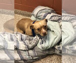 Chihuahua-Unknown Mix Dogs for adoption in Pueblo, CO, USA