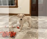 Small Photo #1 Labrador Retriever Puppy For Sale in CANOGA, NY, USA