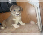 Small Photo #26 Australian Shepherd-Pembroke Welsh Corgi Mix Puppy For Sale in GALLEGOS, NM, USA