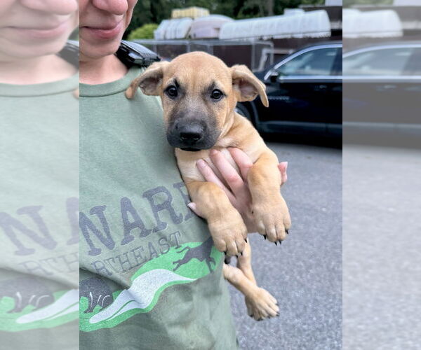 Medium Photo #1 Labrador Retriever-Unknown Mix Puppy For Sale in Brewster, NY, USA