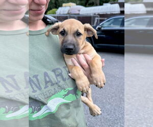 Labrador Retriever-Unknown Mix Dogs for adoption in Brewster, NY, USA