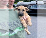 Small Labrador Retriever Mix