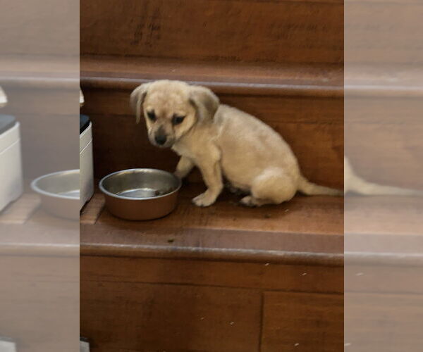 Medium Photo #3 Shih Tzu-Unknown Mix Puppy For Sale in San Diego , CA, USA