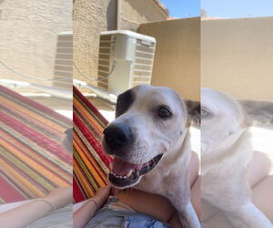 Daisy - Female Bullboxer Pit Dog for Adoption - Photo #2