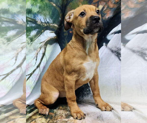 Medium Photo #1 American Pit Bull Terrier-Unknown Mix Puppy For Sale in Wetumpka, AL, USA