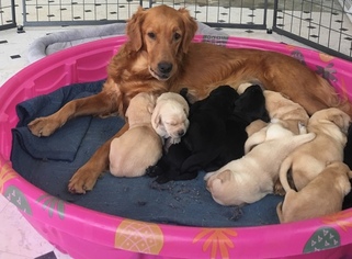 Mother of the Golden Labrador puppies born on 12/28/2018