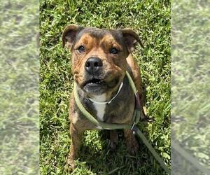American Staffordshire Terrier Dogs for adoption in Fort Lauderdale, FL, USA