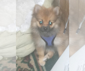 Pomeranian Puppy for sale in SPOTSYLVANIA, VA, USA