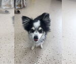 Small #1 Australian Shepherd-Chihuahua Mix