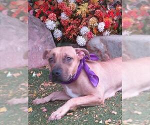 BUFFY - Female Mutt Dog for Adoption - Photo #2