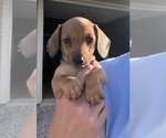 Small #1 Dachshund