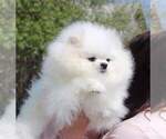 Small Photo #1 Pomeranian Puppy For Sale in WEST PALM BEACH, FL, USA