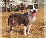 Small #3 Bulldog Mix