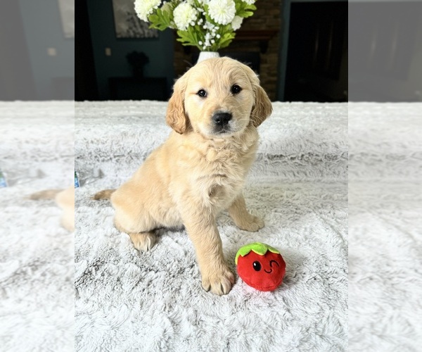 Medium Photo #3 Golden Retriever Puppy For Sale in GREENFIELD, IN, USA