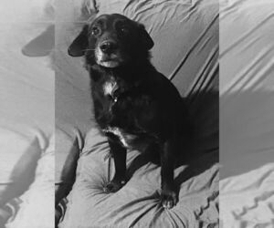 Border Collie-Unknown Mix Dogs for adoption in Polson, MT, USA