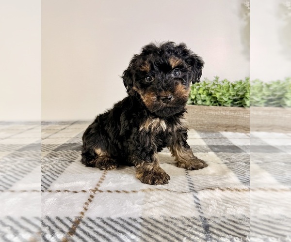 Medium Photo #5 Yorkipoo Puppy For Sale in GREENFIELD, IN, USA