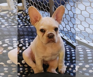 French Bulldog Puppy for Sale in GREENWICH, Ohio USA