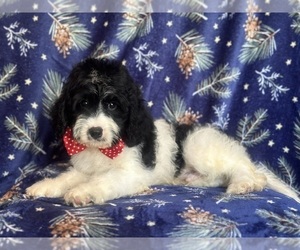 Cavapoo Puppy for sale in LAKELAND, FL, USA