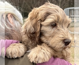 Labradoodle Puppy for sale in LEXINGTON, GA, USA