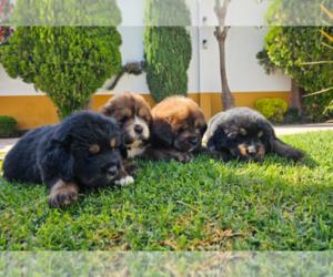 Tibetan Mastiff Puppy for sale in BAKERSFIELD, CA, USA