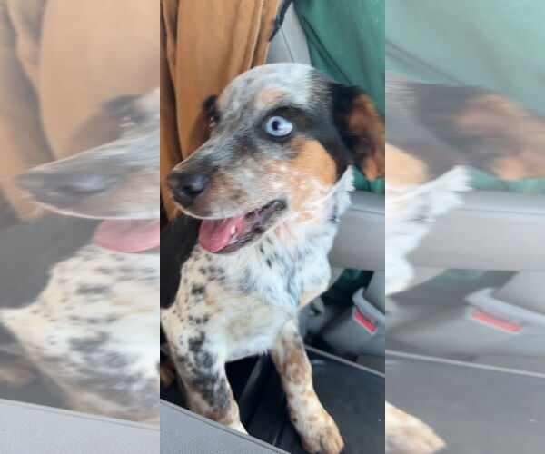 Medium Photo #3 Beagle Puppy For Sale in Harrison, AR, USA