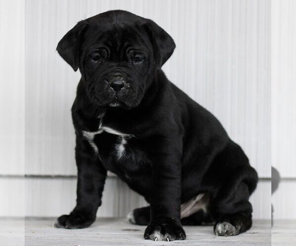 Medium Photo #1 Cane Corso Puppy For Sale in LANCASTER, PA, USA