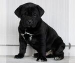 Small Cane Corso