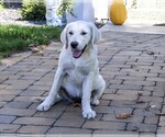 Tallulah - Female Golden Retriever Puppy for Sale - Photo #5