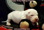 Small Photo #222 Dogo Argentino Puppy For Sale in PINEVILLE, MO, USA