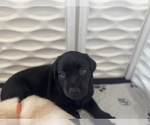 Small #33 Labrador Retriever
