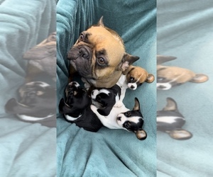 Mother of the Cavalier King Charles Spaniel-French Bulldog Mix puppies born on 05/26/2023