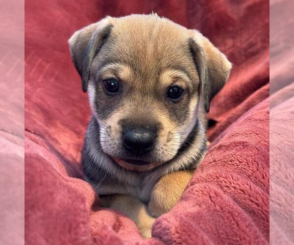 Medium Photo #2 Raggle Puppy For Sale in San Diego, CA, USA