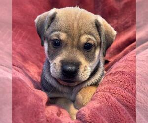 Phoenix Pup - Pinal - Female Raggle Dog for Adoption - Photo #2