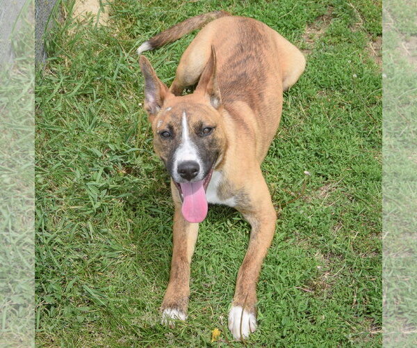 Medium Photo #9 Boxer-Bull Terrier Mix Puppy For Sale in Huntley, IL, USA