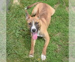 Small #8 Boxer-Bull Terrier Mix
