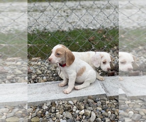 Beagle Puppy for sale in WEST LIBERTY, KY, USA