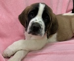 Puppy 1 Saint Bernard