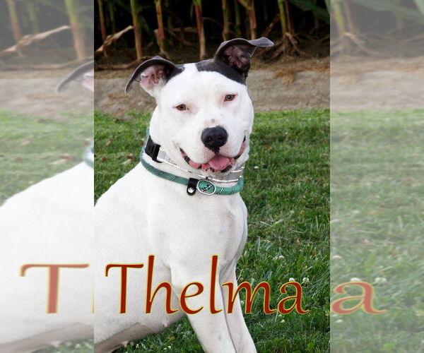 Medium Photo #10 American Pit Bull Terrier Puppy For Sale in Evansville, IN, USA